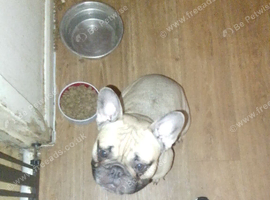French bulldog