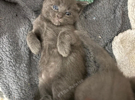 Ragdoll x Kittens
