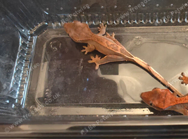 2 crested geckos with enclosure