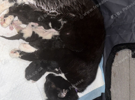 3 male kittens for sale first vaccine and mirochip