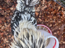 Sliver laced polish cockerel