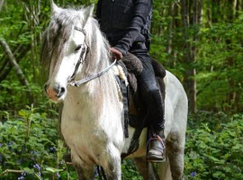 Shetland x Welsh Gelding