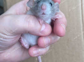 Rats looking for 5*homes only