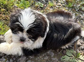 Stunning Shih Tzu male pup for sale