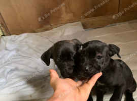 Pure cane corso puppies