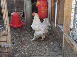 Bahamas Cockerell for sale