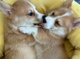 Welsh Corgi Pembroke Two Puppies Left