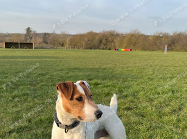 3/4 Russell 1/4 Lakeland for stud