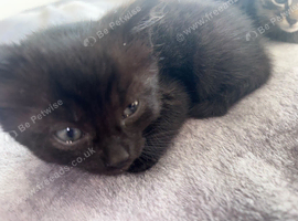 Mixed breed kittens