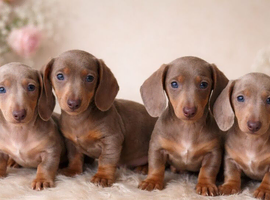 Kc registered health tested miniature dachshunds