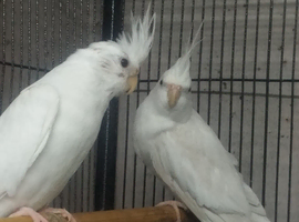 Pure white cockatiels