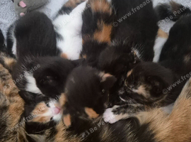 beautiful girls for sale
