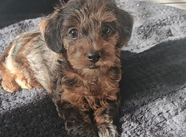 Cavapoo x dachshund puppy