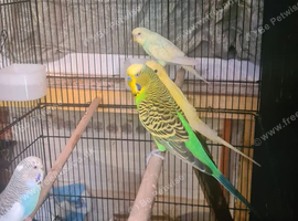 Nice lot of budgies