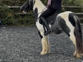 Looking for next stage pony Budget &pound;3000