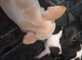 4 week old male tan and black chihuahua wanting his forever home