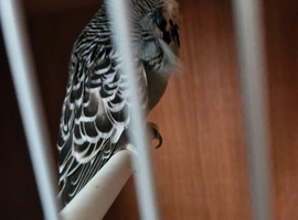 Proven pair black winged budgies