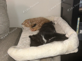 X2 male kittens to be rehomed together