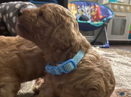 Beautiful F1B Cavapoo boy