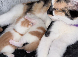 Two little ginger and white males