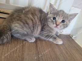 Stunning grey and cream tabby girl