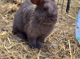 Mini lop chocolate buck for sale