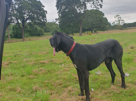 Wanted dog pet home only