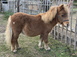 MINIATURE BRITISH SPOTTED PONY FOAL