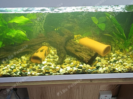 Baby bristlenose plecs