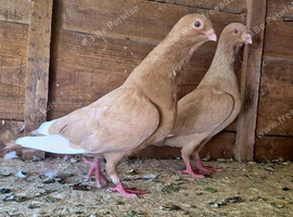 Syrian Pigeon for sale