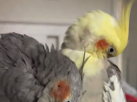 Cockatiel pair for sale
