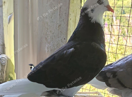 West of England pigeons free