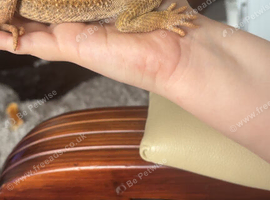 Female Bearded Dragon
