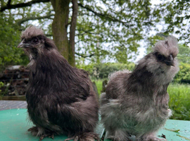 X2 Silkie Females Last Years Hatch POL