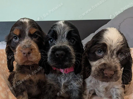 KC Show Cocker Spaniel Pups Health Tested Parents