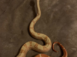 Female sunglow jungle motley