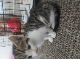 For sale