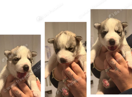 Husky puppies for sale
