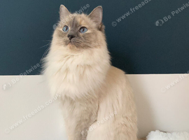 Tortie Ragdoll