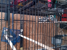 Java Sparrows