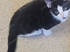 Blk/white kittens ready to go