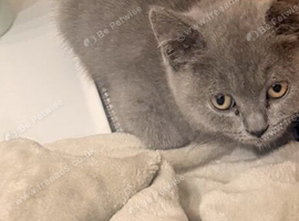 Beautiful Purebred British Shorthair
