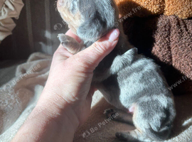 3 stunning Dach girl (long haired mam)