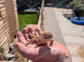 All reptile rescue