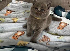 Beautiful Scottish Fold & Straight  Kittens, Tica Registered