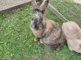 16wks old buck (2 available)