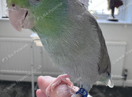 Beautiful Tame Male Parrotlet