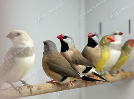 Silver fire tail finch