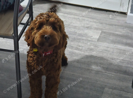 Male cockapoo