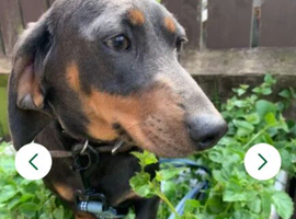 Miniature daschund 10 months old female